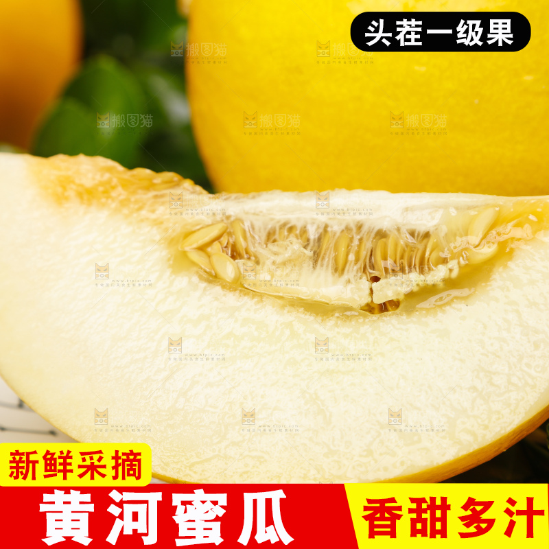 深底上的黄河蜜瓜