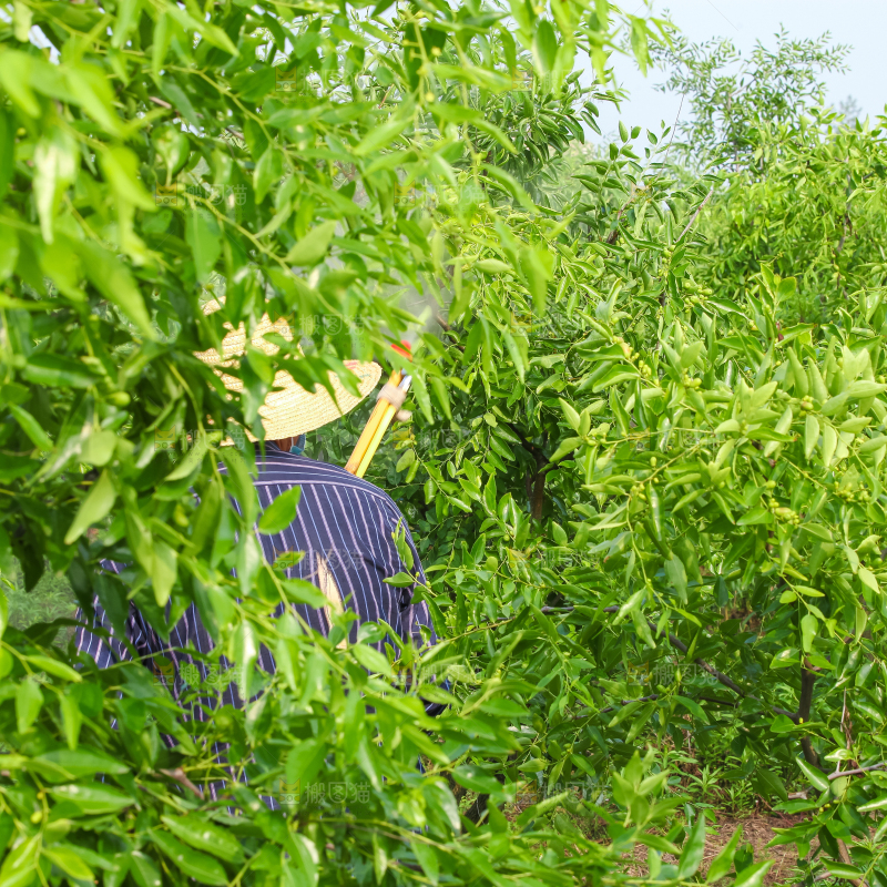 一大片枣树