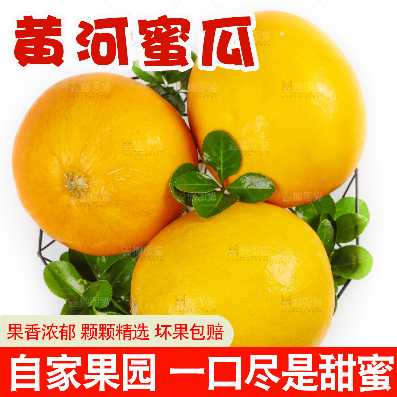 白底上的黄河蜜瓜