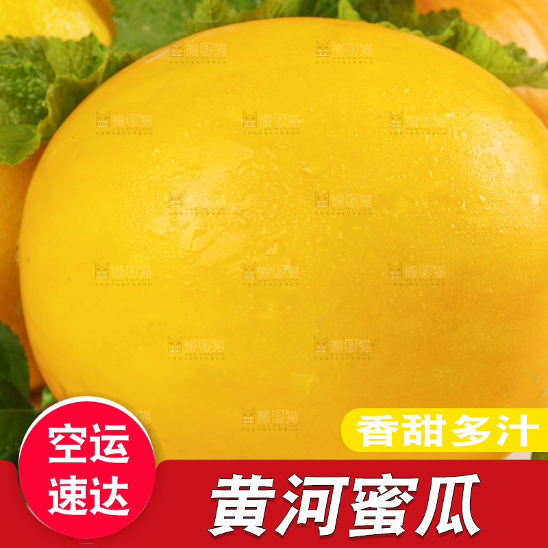 白底上的黄河蜜瓜