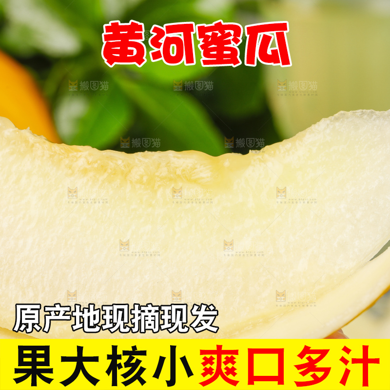 浅底上的黄河蜜瓜