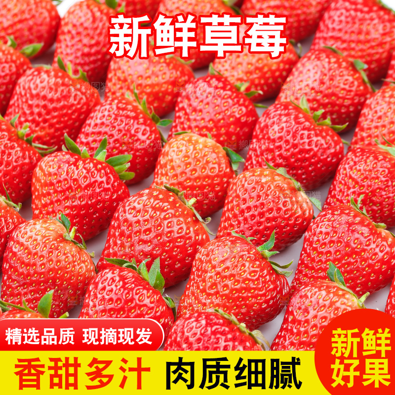 浅底上的丹东草莓