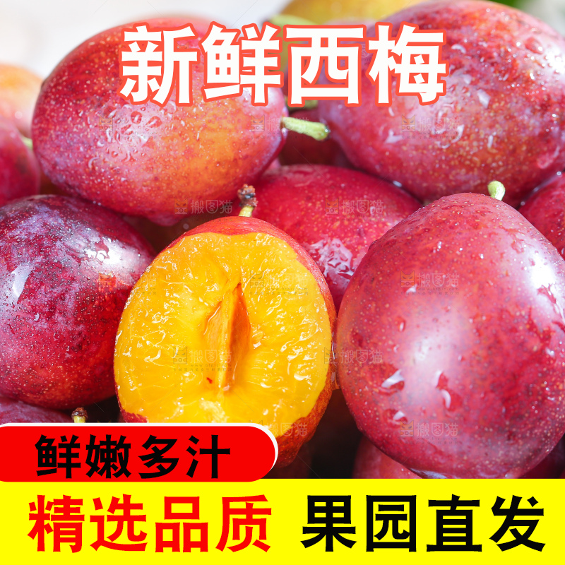 浅底上的澳洲西梅