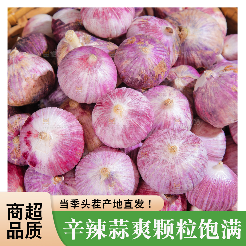 深底上的紫皮独蒜