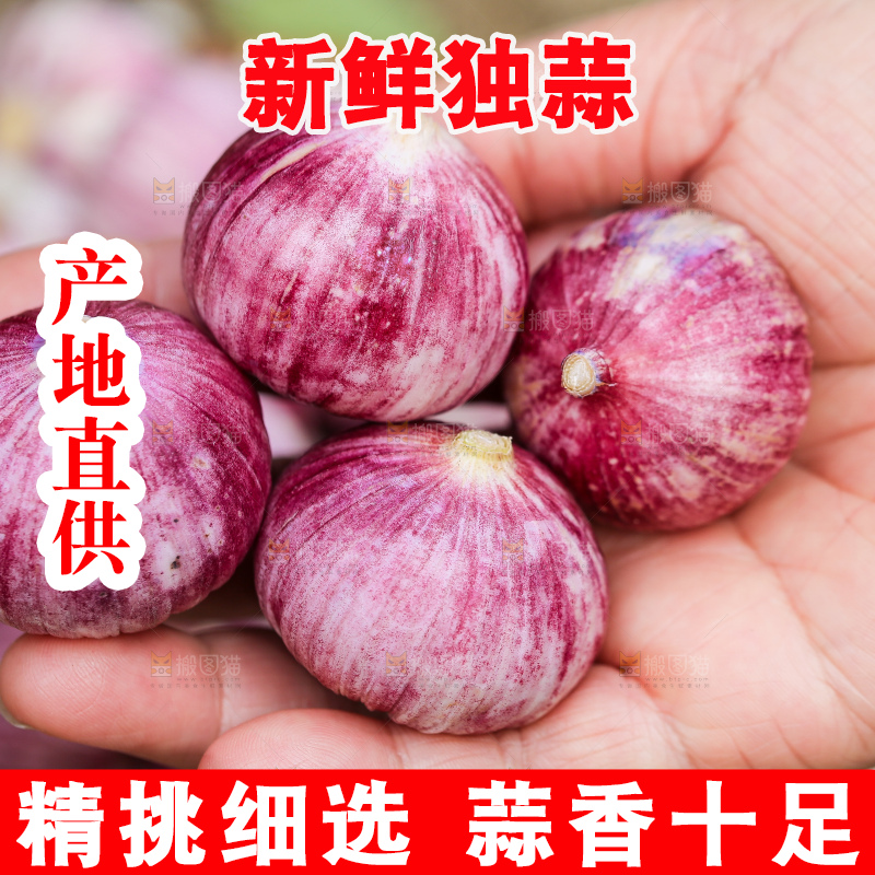 手里拿着紫皮独头蒜