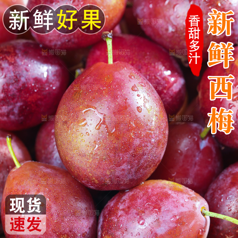 浅底上的澳洲西梅