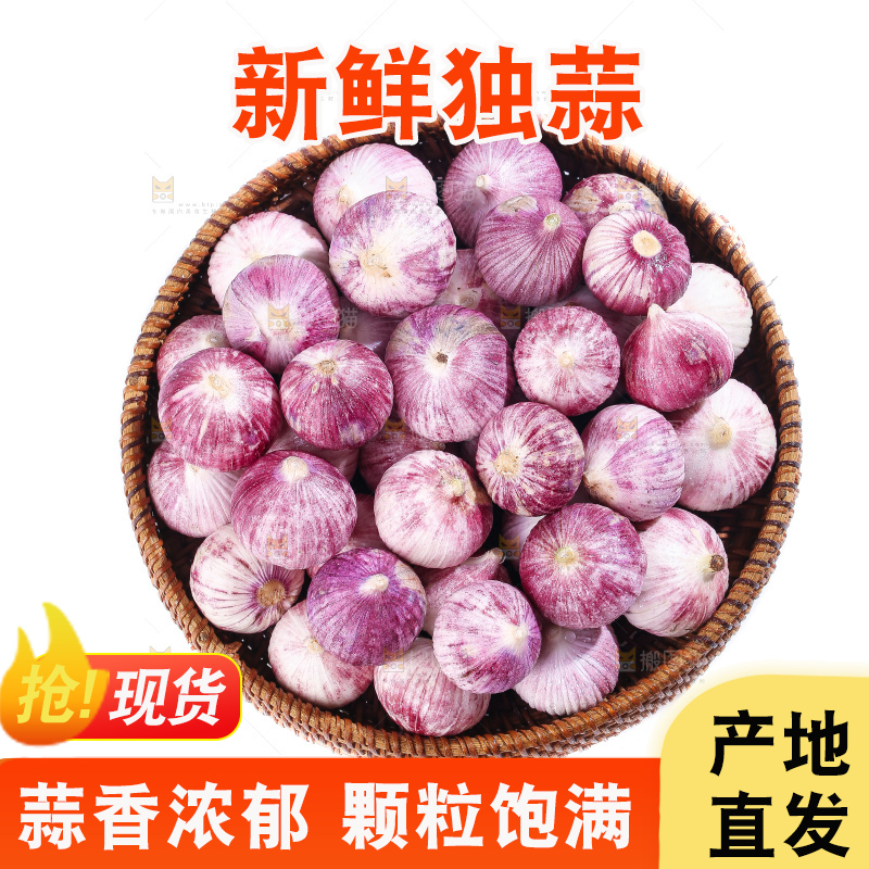 白底上的紫皮独头蒜