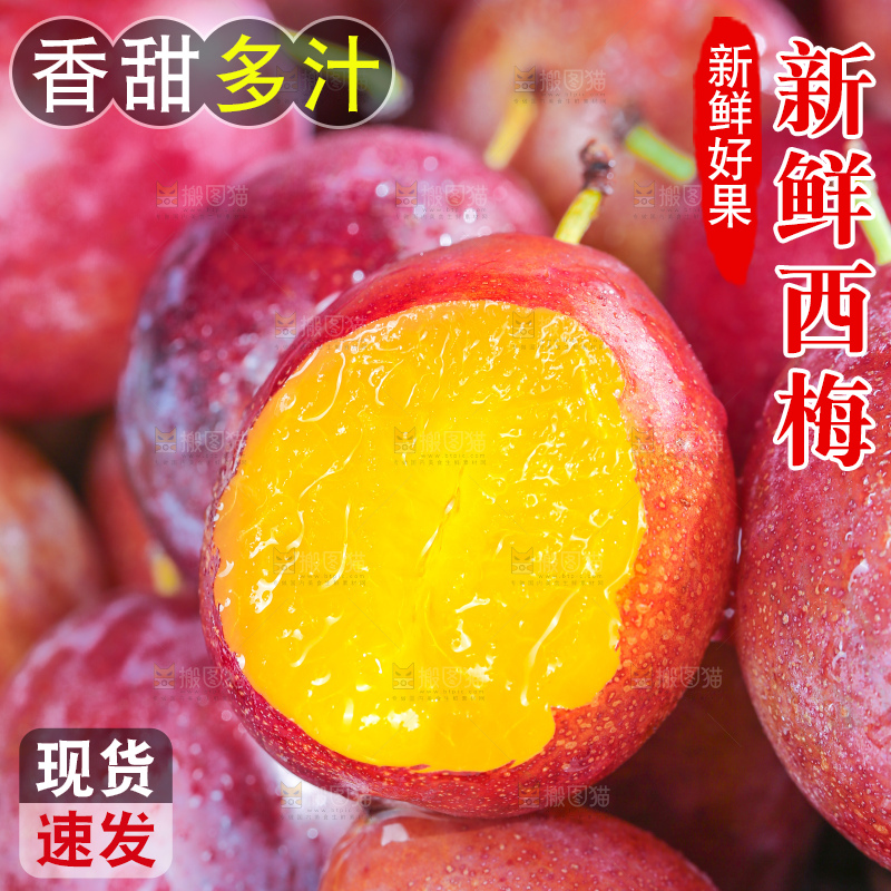 浅底上的澳洲西梅