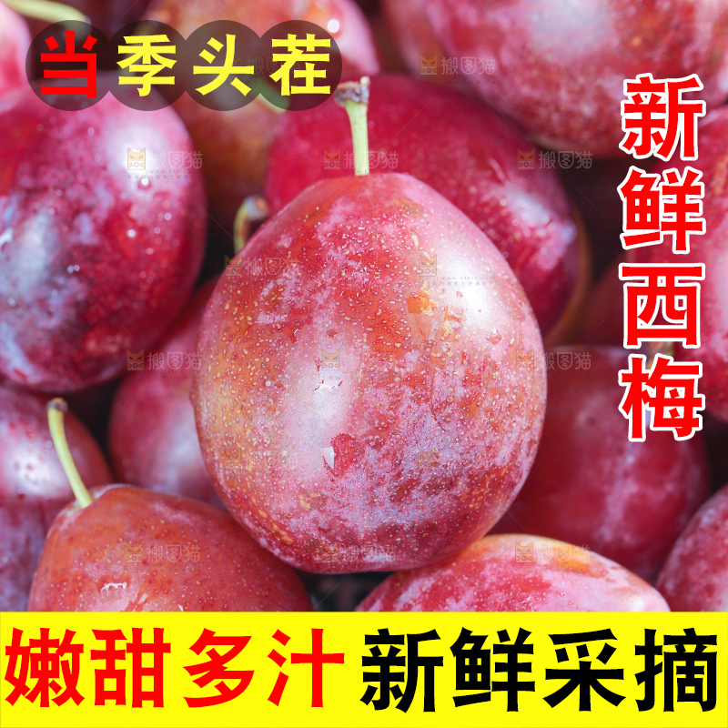 浅底上的澳洲西梅
