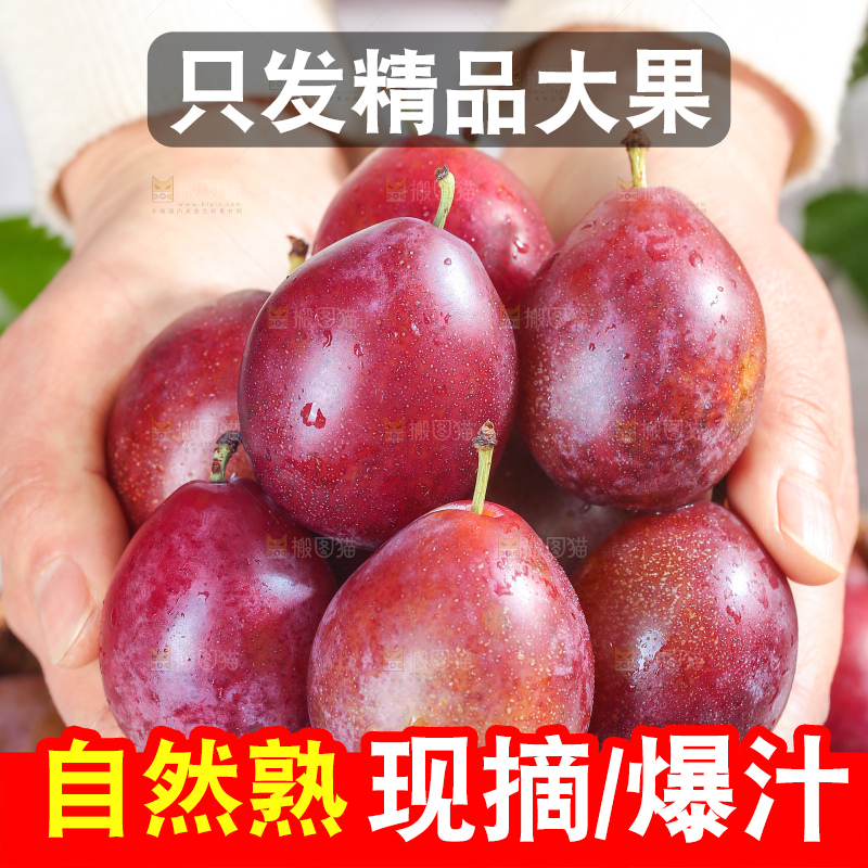 浅底上的澳洲西梅