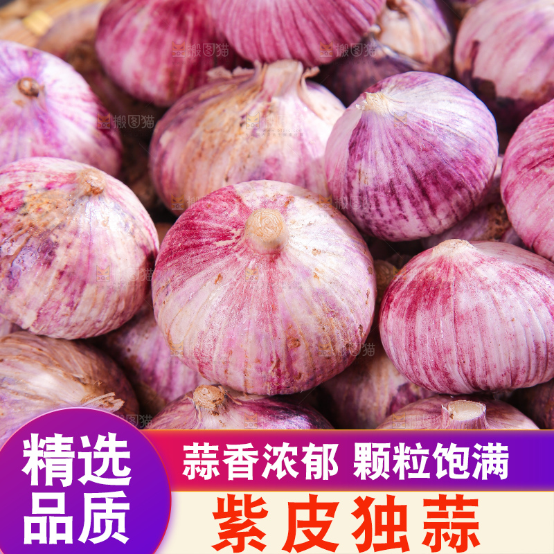 深底上的紫皮独蒜