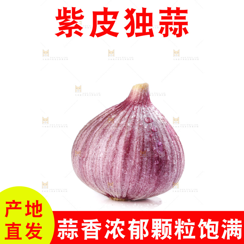 白底上的紫皮独头蒜