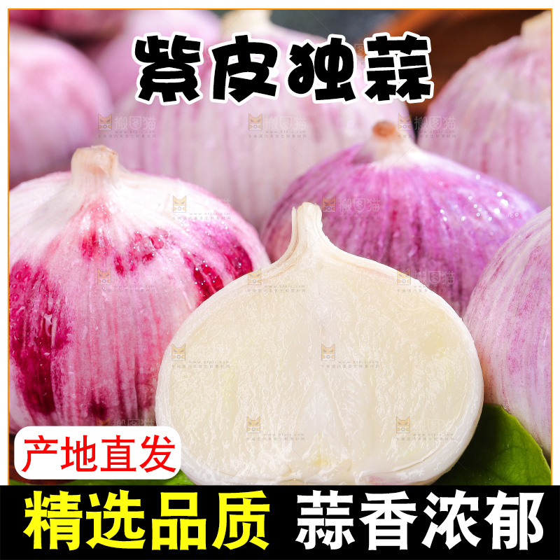 深底上的紫皮独蒜