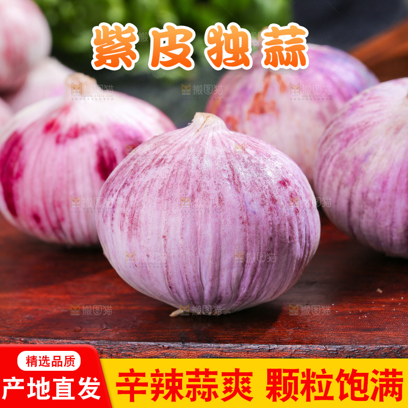 深底上的紫皮独蒜