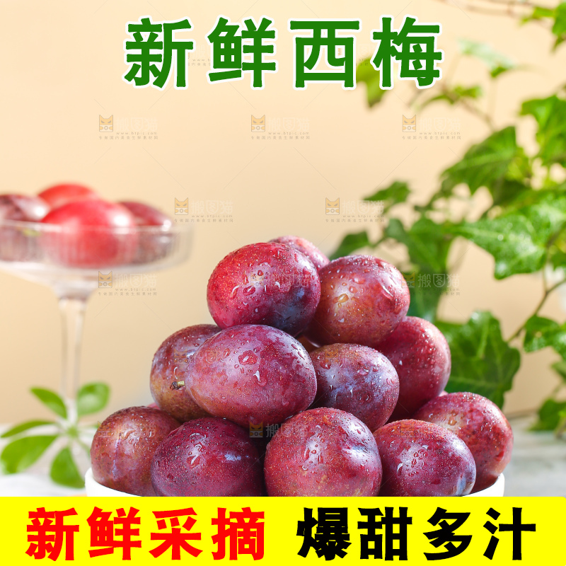 浅底上的澳洲西梅