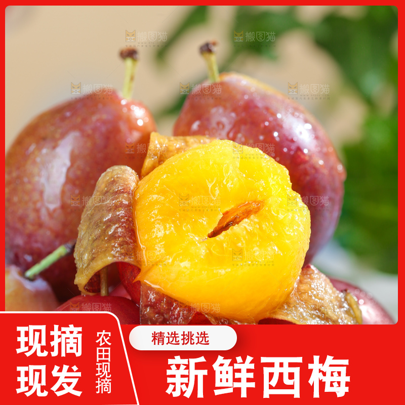 浅底上的澳洲西梅