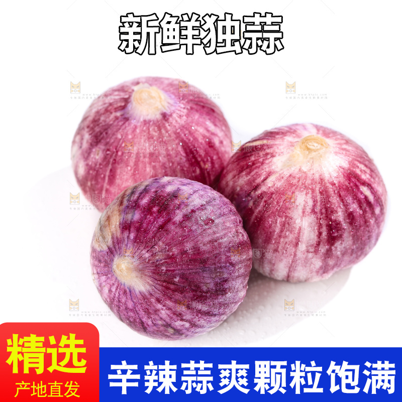 白底上的紫皮独头蒜