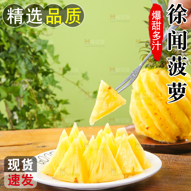 浅底上的徐闻菠萝