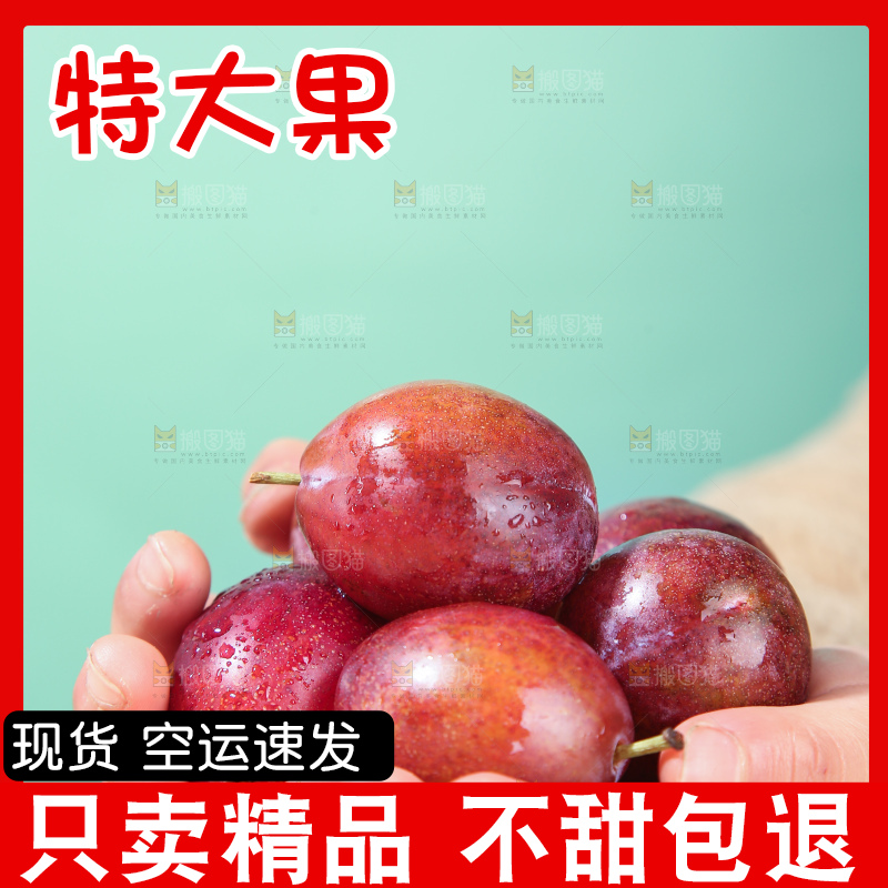浅底上的澳洲西梅