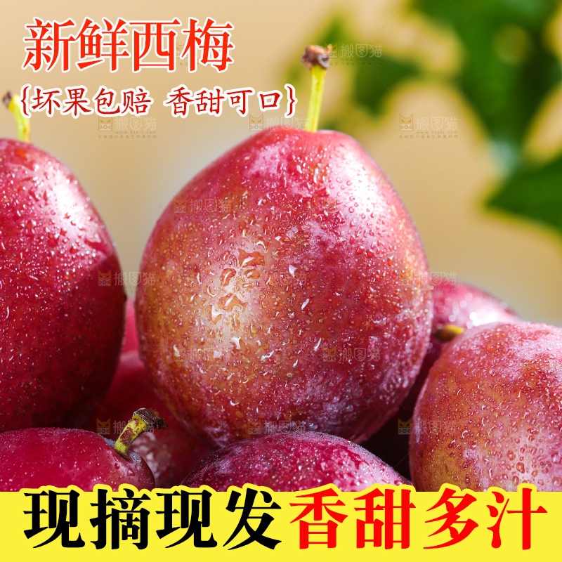 浅底上的澳洲西梅