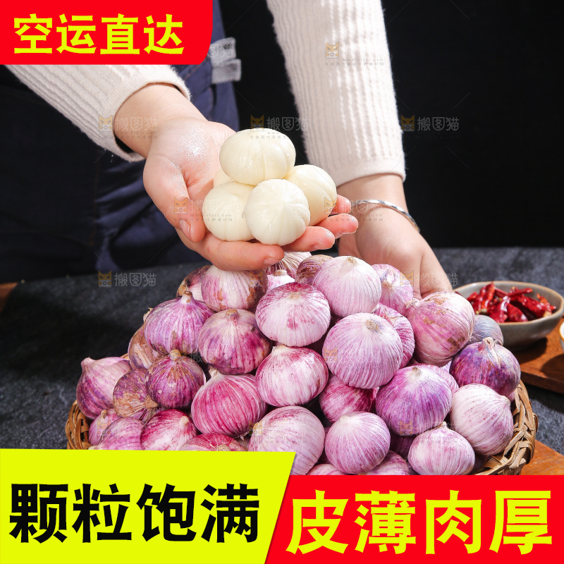 深底上的紫皮独蒜