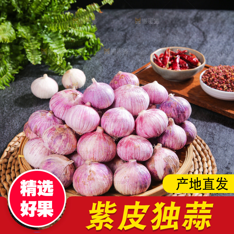 深底上的紫皮独蒜