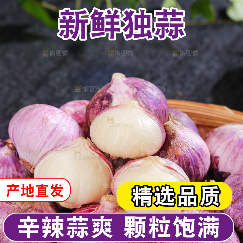 深底上的紫皮独蒜