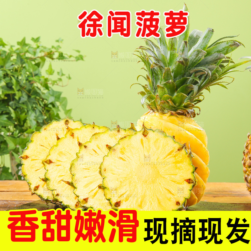 浅底上的徐闻菠萝