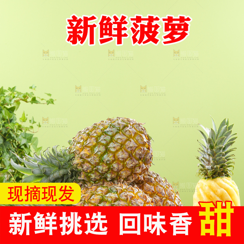 浅底上的徐闻菠萝