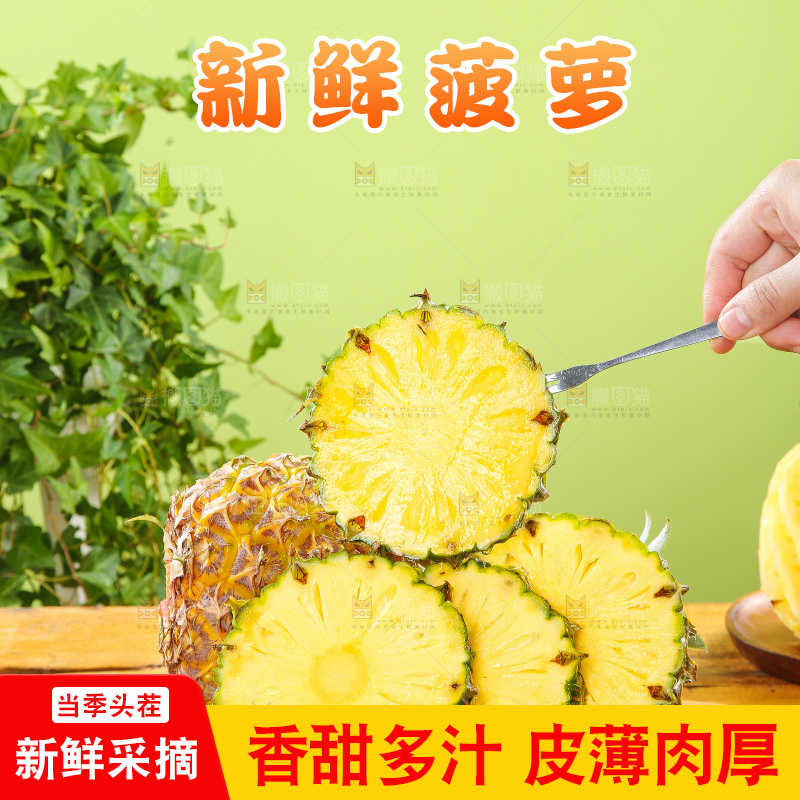 浅底上的徐闻菠萝