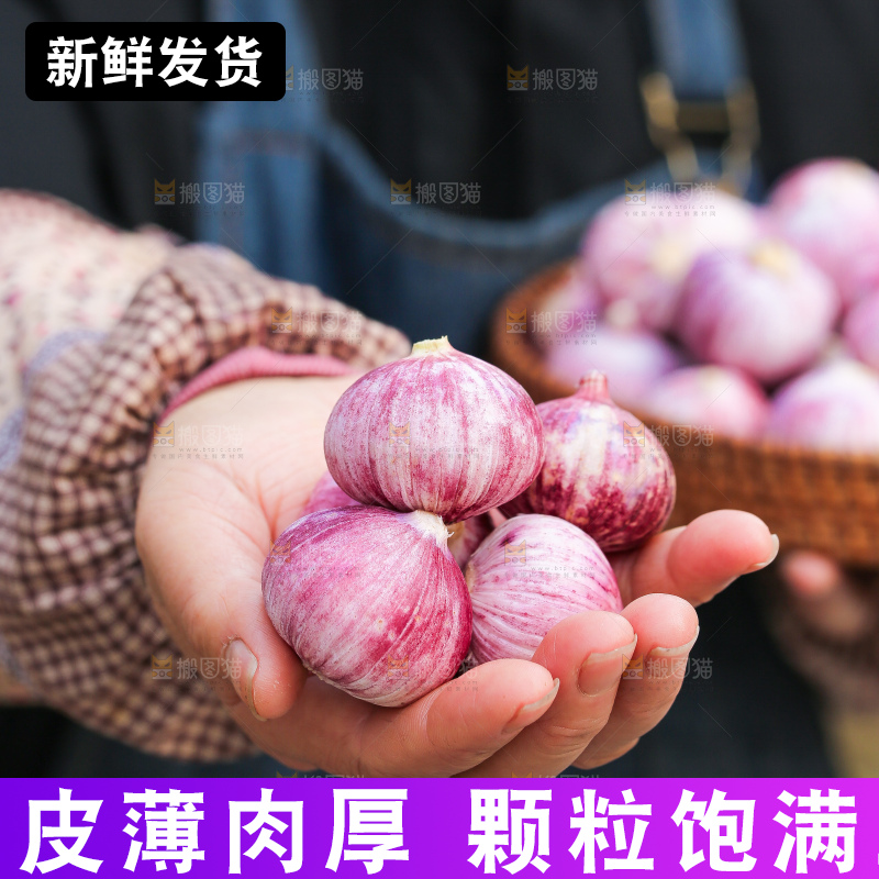 手里拿着紫皮独头蒜