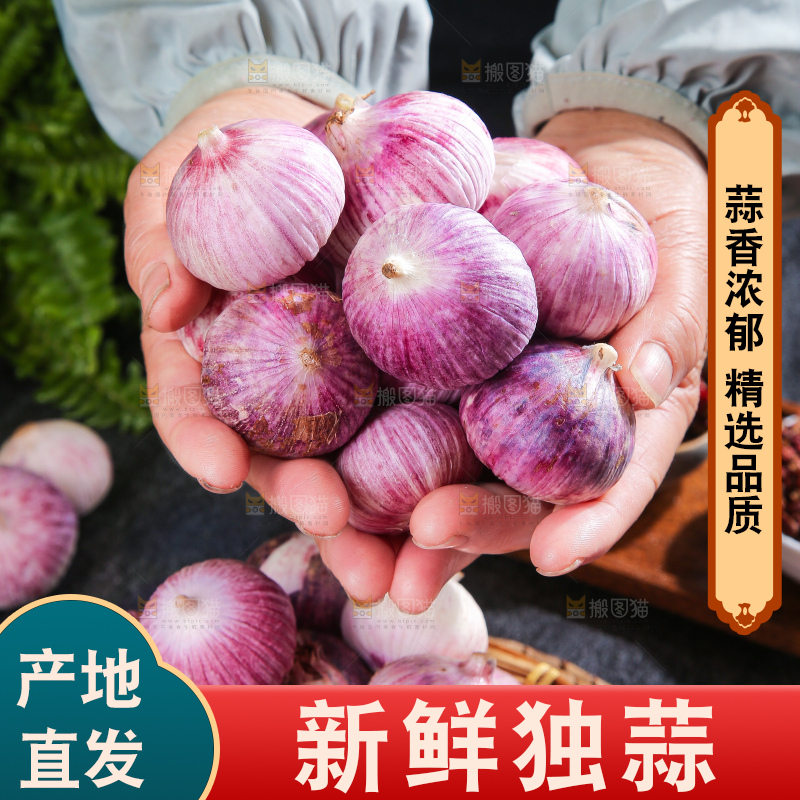 深底上的紫皮独蒜