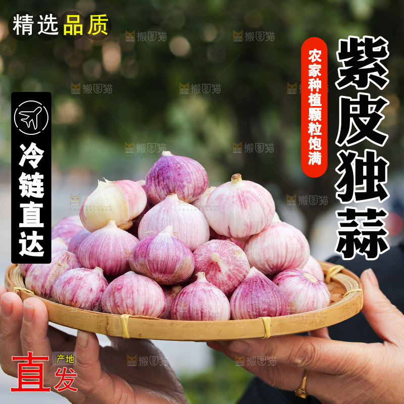 手里拿着紫皮独头蒜