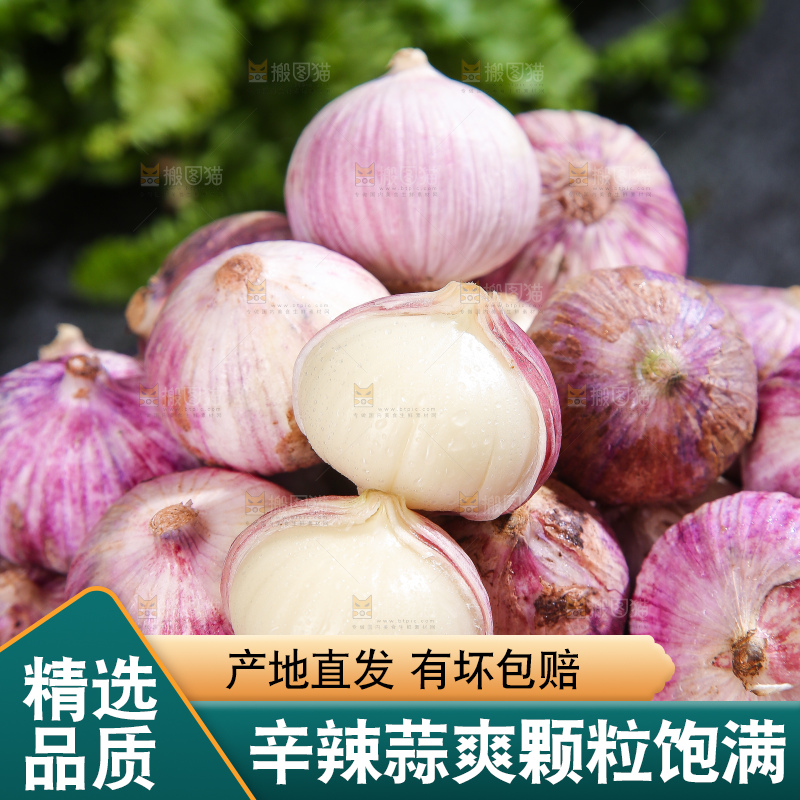 深底上的紫皮独蒜