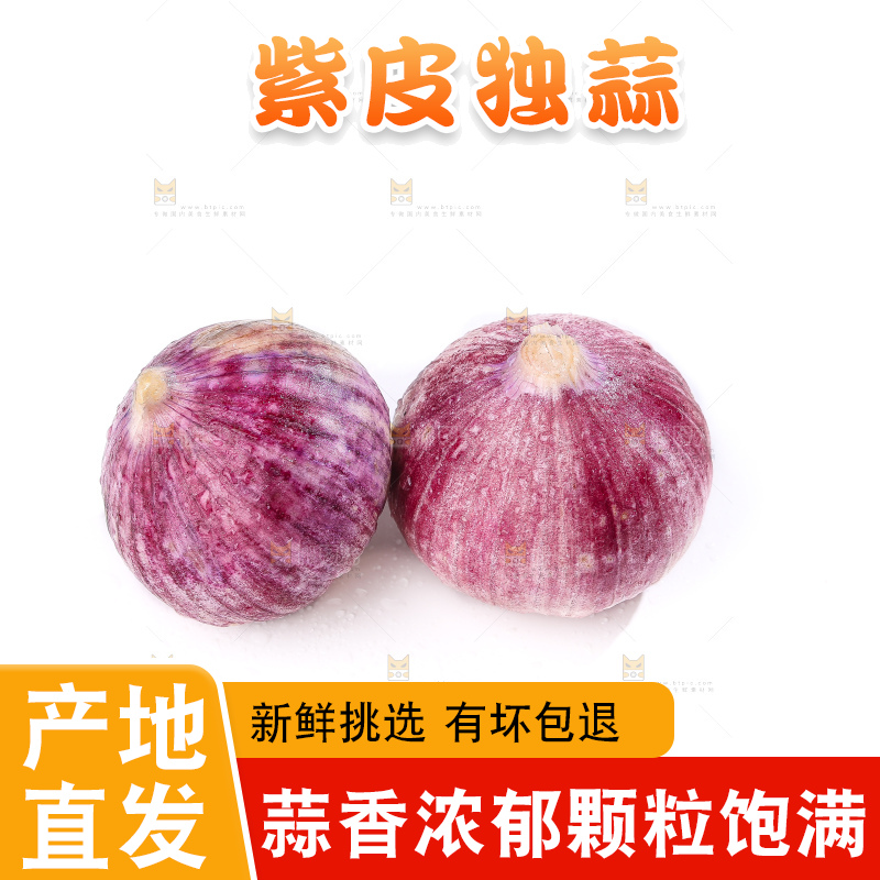 白底上的紫皮独头蒜