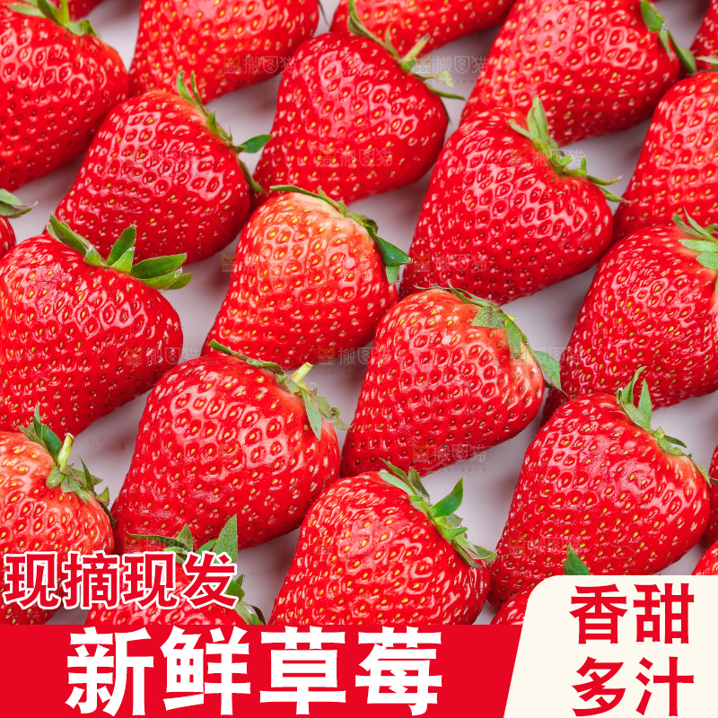 浅底上的丹东草莓