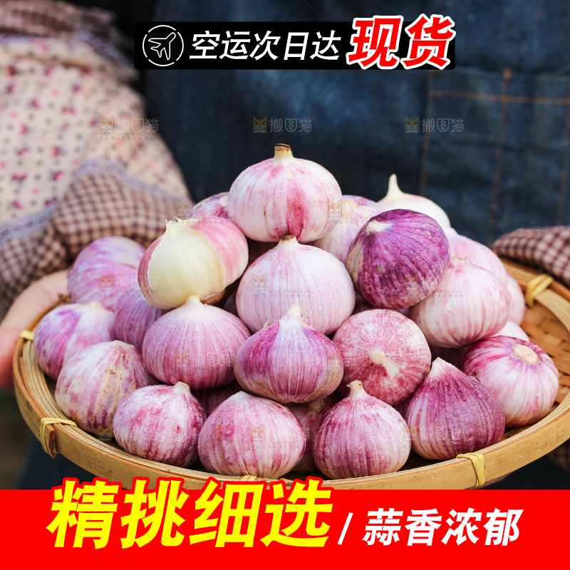 手里拿着紫皮独头蒜