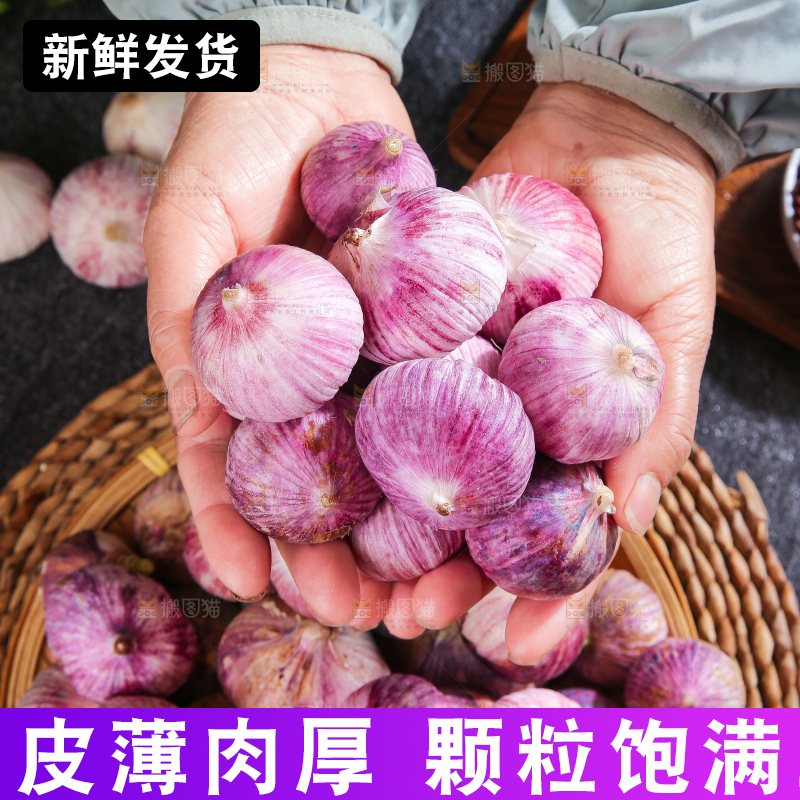 深底上的紫皮独蒜