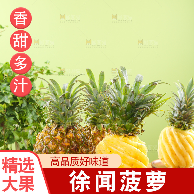 浅底上的徐闻菠萝