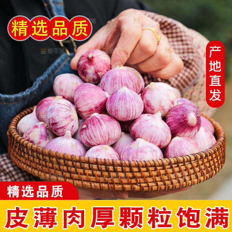 手里拿着紫皮独头蒜