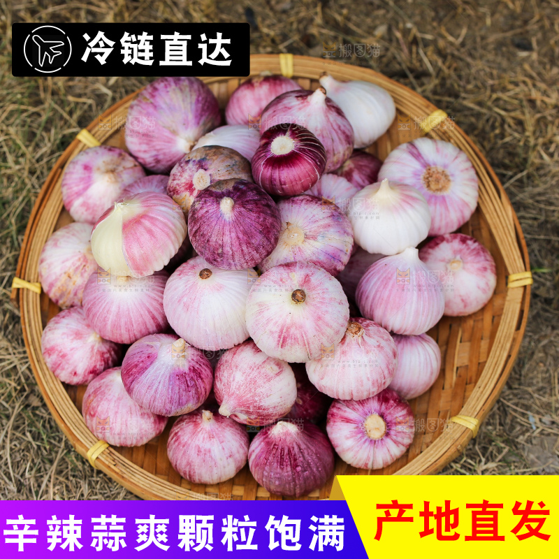 手里拿着紫皮独头蒜