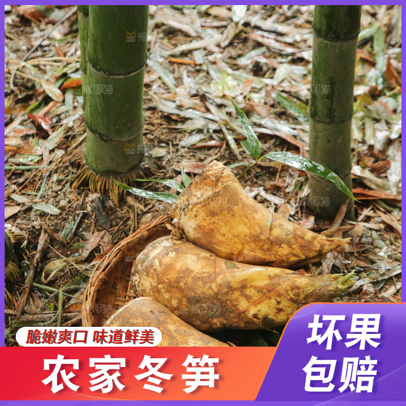 地里的黄泥冬笋