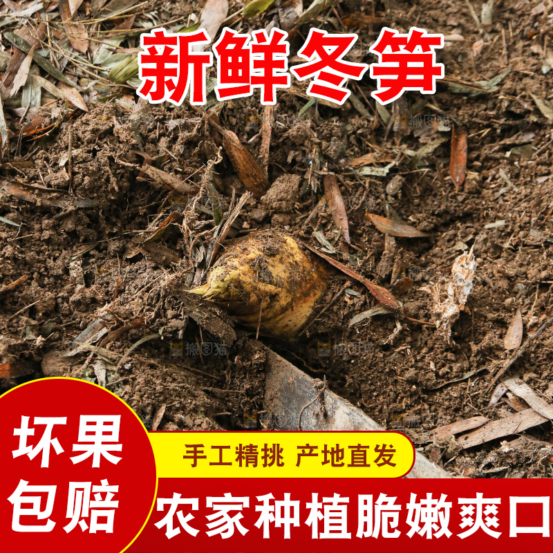 地里的黄泥冬笋