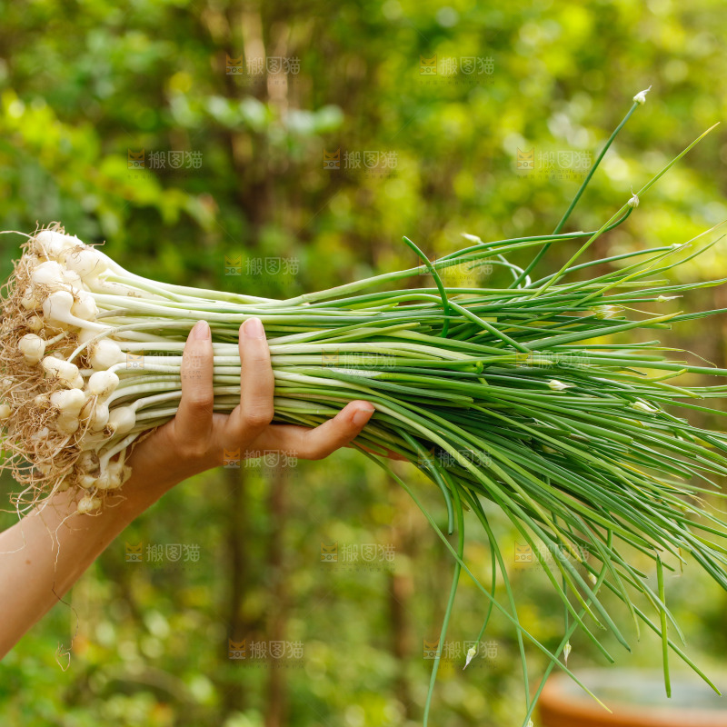 手里拿着新鲜野葱