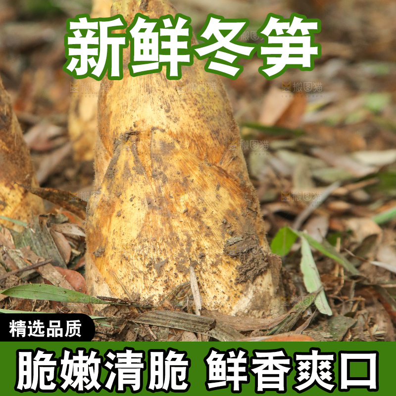 地里的黄泥冬笋