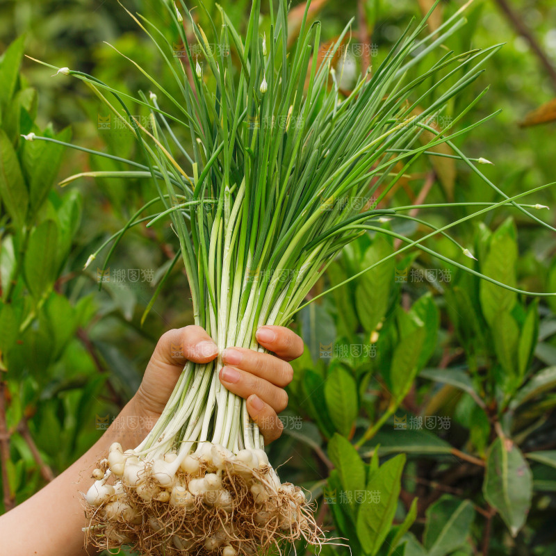 手里拿着新鲜野葱
