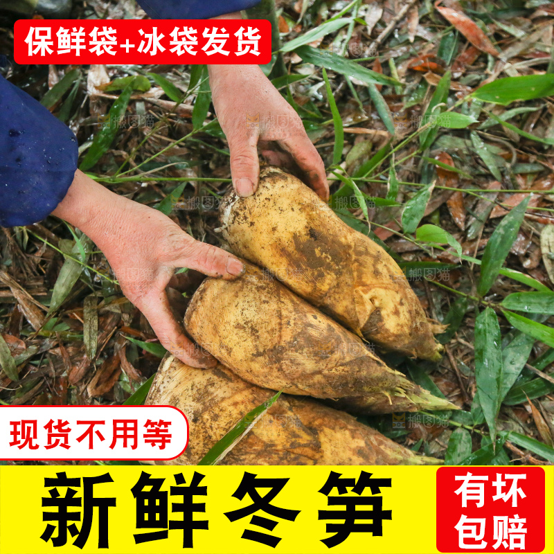 地里的黄泥冬笋