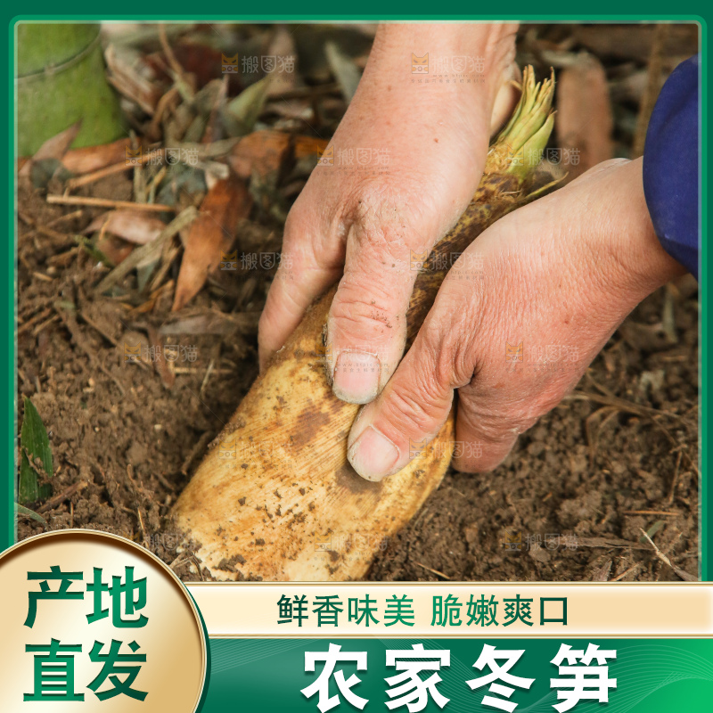 地里的黄泥冬笋