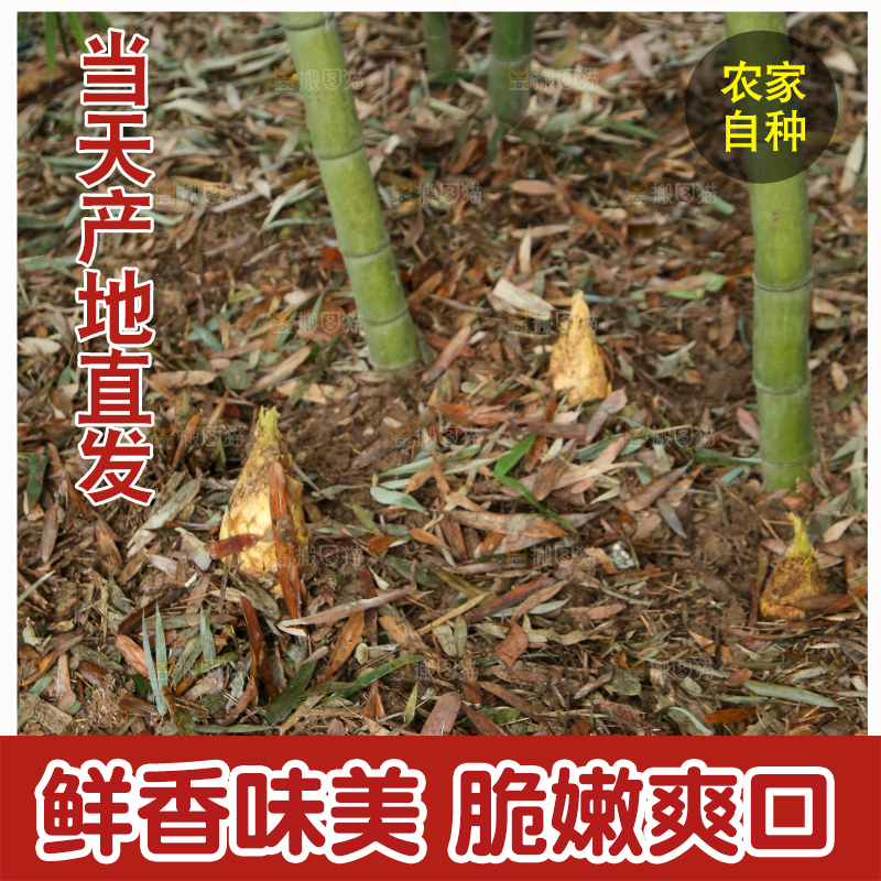 地里的黄泥冬笋