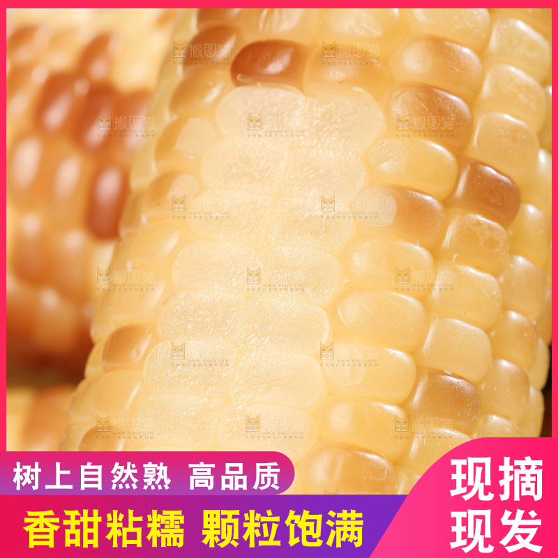 浅底上的花糯小玉米